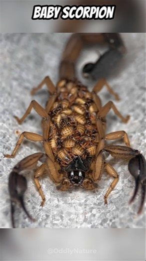 Animals That Eat Their Own Mother 🔪