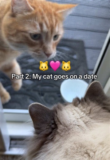 Ragdoll Meets Orange Cat: Funny Date Reaction Caught on Camera