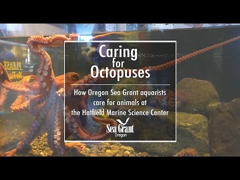 Caring for Octopuses at the Hatfield Marine Science Center's Visitor Center