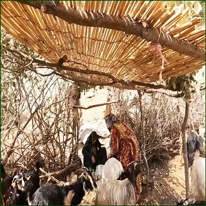 6.8K views · 185 reactions | Donkey giving birth in the mountains nomadic style Iranian nomadic life | Alan TV | Facebook