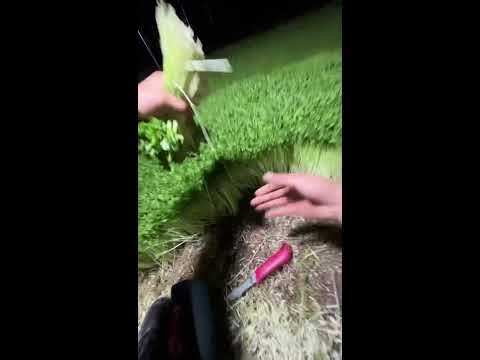 Live streaming of Street food in China.