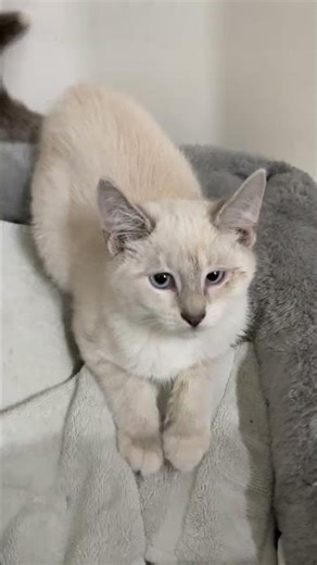 Video of adoptable pet named Ric Siamese Kitten Boy