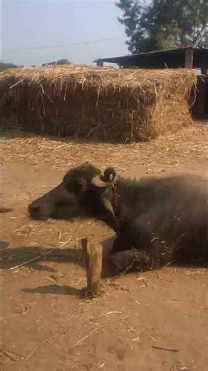 Bharat ke pashupalan | Bharat ki bhes hai Indian agriculture farming life | USA Farming | #bhes