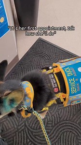 My perfect puppy 🫶 #germanshepherd #GSD #GSDmix #shelterdog #servicedogintraining #servicedogintraining #futureservicedog #sdit #servicedogtasks #dogintraining #psychiatricservicedog #cardiacalertdog #migrainealertdog #autismservicedog | Dogs on the Farm