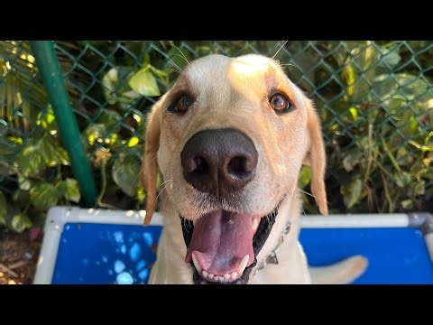 Apollo | Yellow Labrador Retriever