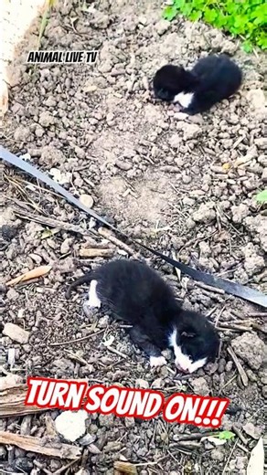 Tinny newborn kittens meowing loundy for mom #kitten #viralvideo