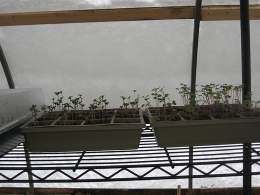 My Planting Schedule Zone 6 — Fox Run Environmental Education Center