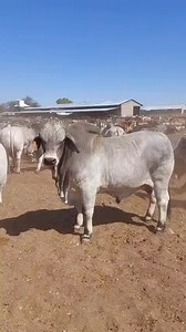 🔉 The power of the Kroon Vee Bulls! Sound On to hear their roar! • • • #kroonvee #kroonveebrahman #brahmanstoet #barhmanfarmer #brahmansa #brahmanboer #brahmansouthafrica #brahmancattle #brahmanstud #beesboer #bulls #bullsnation #cattle | Kroon Vee Brahmans