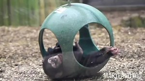 Baby chimps enjoy play time at U.S. zoo