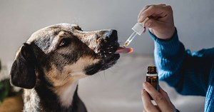 Verminoses em cães: conheça as causas, sintomas e tratamentos