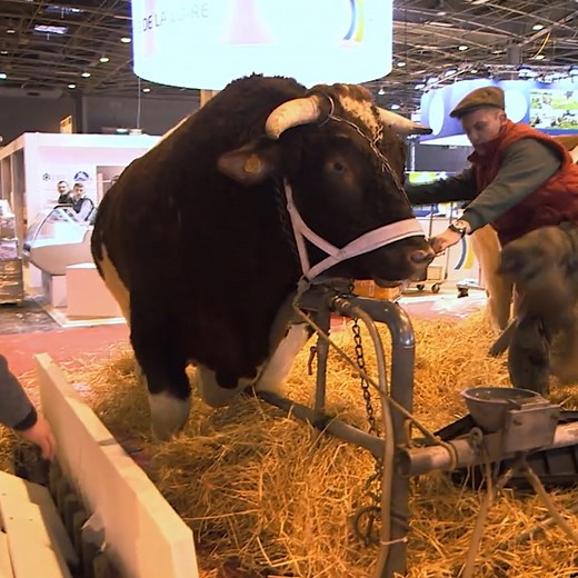 La vache la plus lourde du monde | Imineo