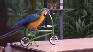 268 reactions · 166 shares | These parrots can impress any crowd Check out their tricks! | First Amazing Videos | Facebook