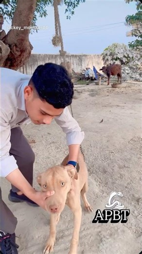 APBT Cobra 🐍 Dog 🐕pitbull danger teeth 😈 #pitbull #apbt