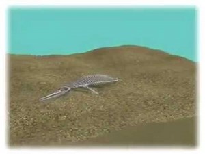 How a fossil is made - animation by Osis