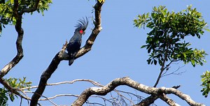 Birds that Use Tools