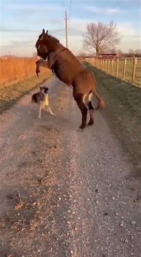 Donkey vs Dog Kick Barrage：🫏🐕 Hooves And Paws Ignite In A Dusty, Spinning Clash