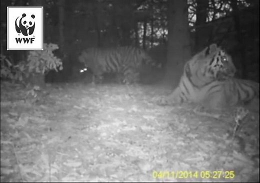 This gives us great hope for tiger recovery in inland China! A WWF camera trap captured a video of a tiger family ‐ a female tiger with two subadults ‐ in Wangqing Nature Reserve. We are working to double wild tiger numbers by 2022. Join us at http://panda.org/doubletigers. | WWF
