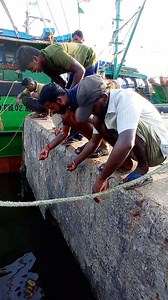 Group of People Catching Big Fish #fishing #fishingvideos #thoondilulagam #seafishing | Thoondil Ulagam - Fishing