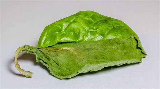 Spinach leaf drying in 7 days time lapse
