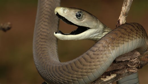 Snake Collector Let Himself Get Bitten So Many Times, He's Inspired An Antivenom Previously Thought Impossible
