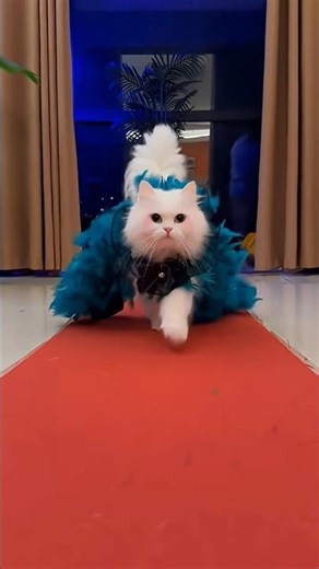 🤔Little one, life isn't just about lying down🔥... it's #cat #catsoftiktok #pets #cute