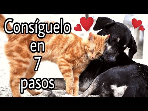 Perros y gatos convivencia