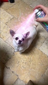 My magic dog😂