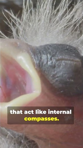 Birds Navigate Without GPS. #birds #birdfacts #animalfacts #didyouknow #amazingnature #wildlifefacts