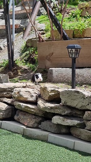 Exploring the Garden with a Fluffy Guinea Pig