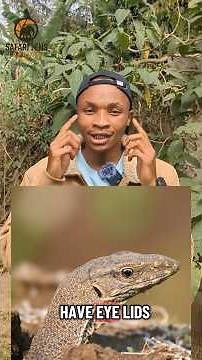 Why Do Monitor Lizards Run from Rain? | Amazing Reptile Behavior 🐊🌧 | Safari Lens Africa