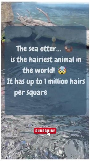 This Is the Hairiest Animal on Earth😳#shorts #youtubeshorts #facts