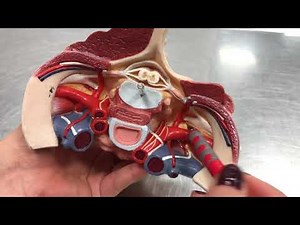 Arcus Aorta / A. Subclavia