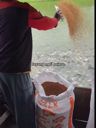 Dimana di titipkeun na yak #budidayaikan #farming #agriculture #automobile