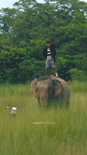 24K views · 815 reactions | Bardiya National Park in Nepal is renowned for its efforts to conserve wild elephants. By safeguarding elephants from poaching and habitat loss, Bardiya plays a crucial role in wildlife conservation in the region.#bardiyanationalpark #terai #nepal #nepal8thwonder | 'Nepal' 8th wonder of the world | Facebook