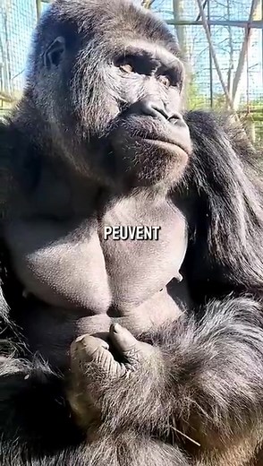 Les animaux les plus MUSCLÉS du monde ! 😱 #reelsvideoシ #fyp #reelschallenge | Gedson Créations