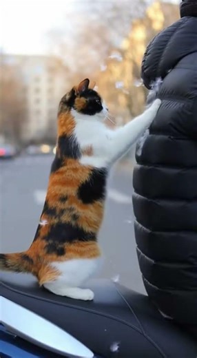 Cat Scratches Man’s Wool Clothes 🐱🧶😂 | Mischievous Cat Moment