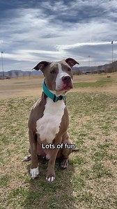 967K views · 49K reactions | Day in the life of a ✨stay at home dog✨ #vlog #dailyvlog #cutenessoverload #dogslife #dogs #fbvideo #fbpost #pitbull #cutedogs | Knight & Aston | Facebook