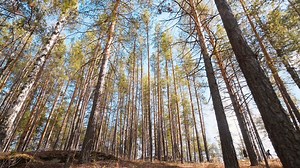 Beautiful tall trees in the woodlands - Free Stock Video