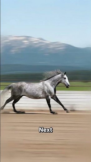 The Fastest Horse Breeds Ever