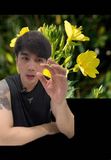 #drchannyeinkyaw #healtheducation #eposoft #eveningprimroseoil #lifestlyle