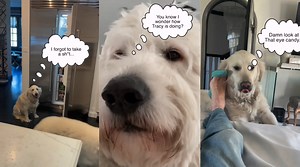 Dog Heist: Borrowing Tracy's Pups for the Day! 🐾