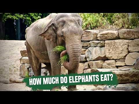 What Do Elephants Eat? And Amount of Food Consumed by These Herbivorous Animals