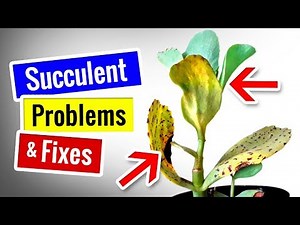 SUCCULENTS and CACTUS CARE | PROBLEMS, SIGNS and HOW TO FIX