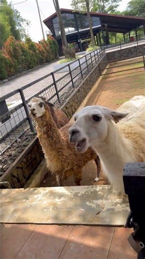 Funny alpaca #alpaca #animals #zoo