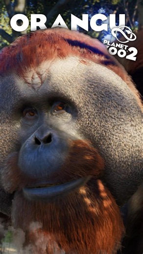 🦧 The NEW Sumatran Orangutan is Here! | #planetzoo2 #planetzoo
