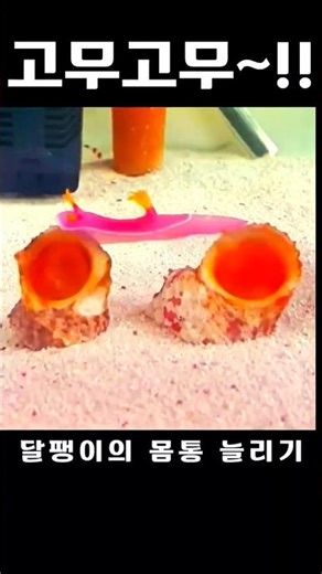 느리다고 무시하지 마라 | 달팽이의 필살기 🐌🐚 #바다달팽이 #달팽이 #소라 #해수어키우기