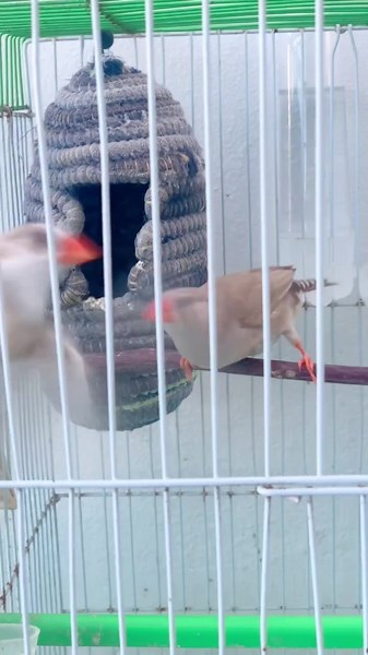 @Beautiful finches zebra finches fighting 🦜😂 😂😂 #fyp #fypシ #foryou #zebrafinch #petsoftiktok #mandarin #1m #زيبرا_فنش #fight #@Beautiful finches