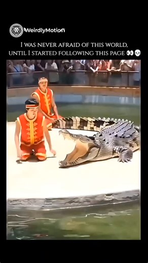 weirdlymotion on Instagram: "Crocodiles are large, semi-aquatic reptiles that have existed for millions of years, earning them the reputation of "living fossils." Belonging to the order Crocodylia, they are found throughout the tropical regions of Africa, Asia, the Americas, and Australia. They are characterized by their streamlined bodies, powerful tails, and long snouts filled with sharp teeth. As apex predators, they play a vital role in their ecosystems by managing the populations of other a