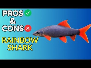 Rainbow Shark Pros and Cons | Is This Colorful Shark Fish Right for Your Tank?