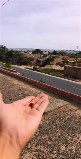 Tame pigeon take feed on hand #racingpigeons | Ashikur Rahmans pigeons collection